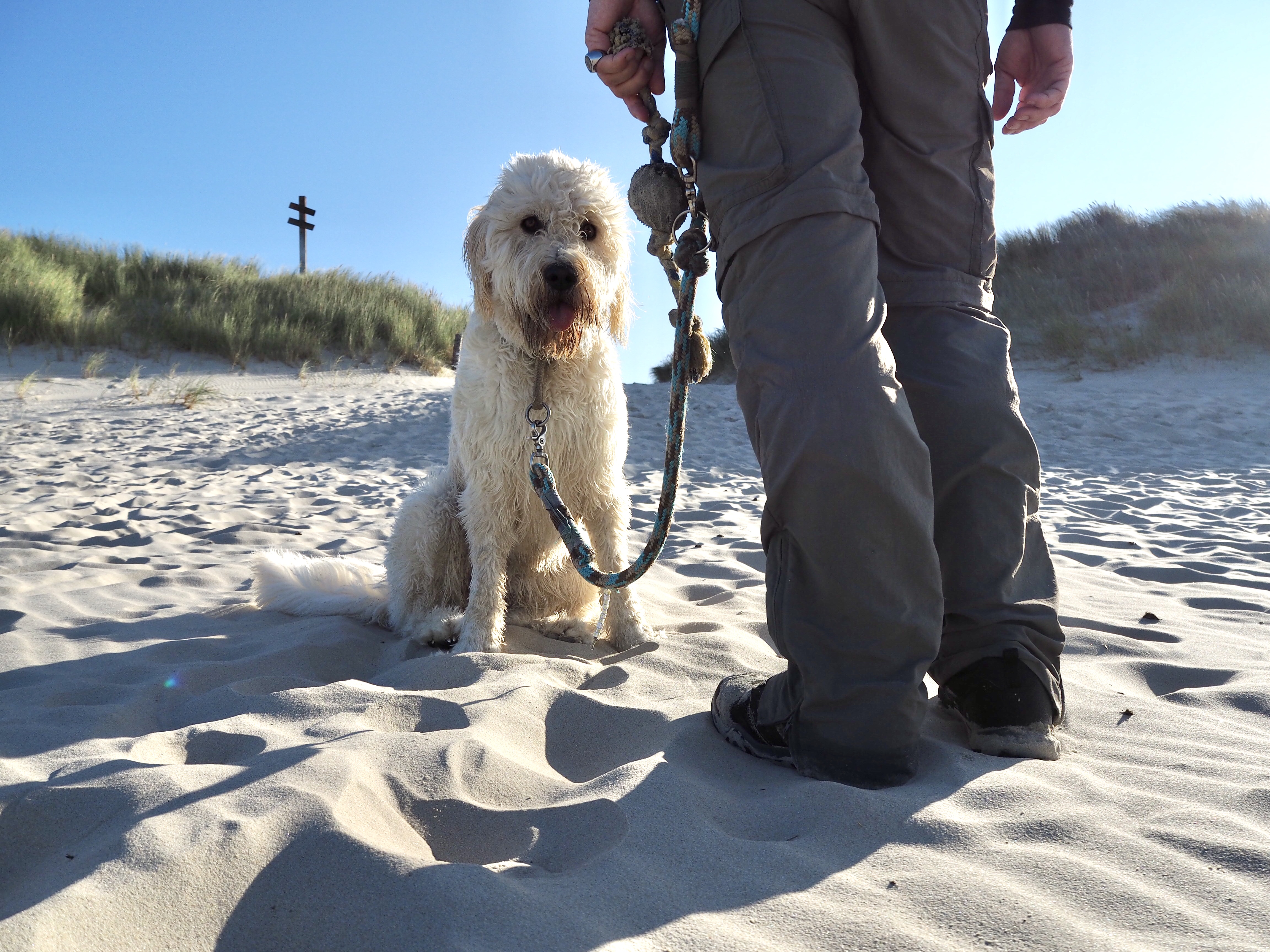 Ein Hund angeleint am Spiekerooger Strand
