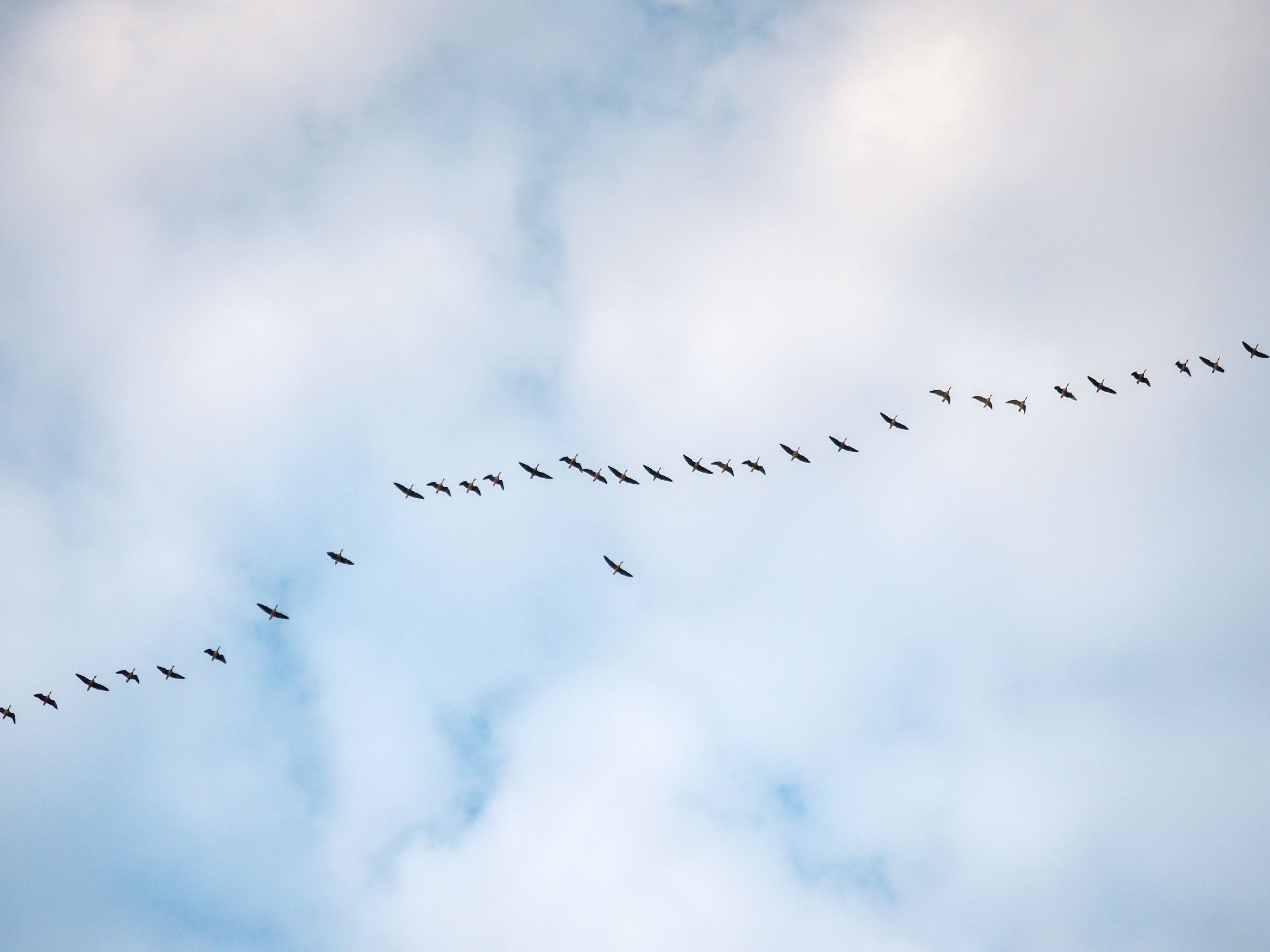 Vogelzug auf Spiekeroog