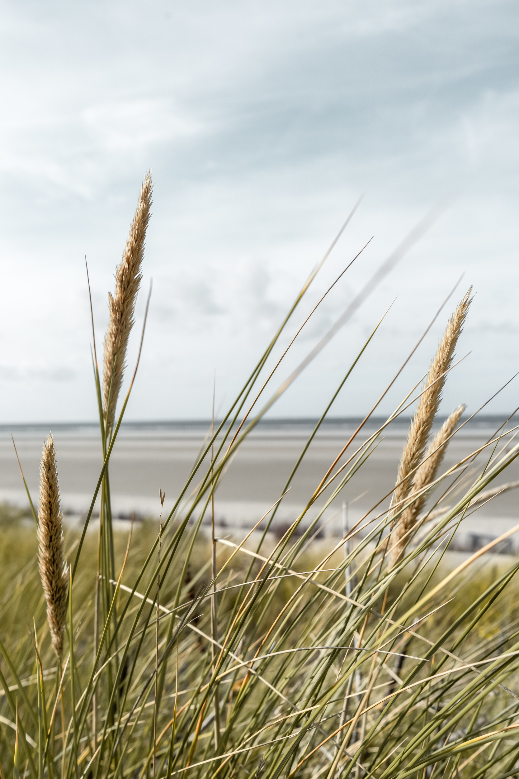 Dünengras am Strand von Spiekeroog 