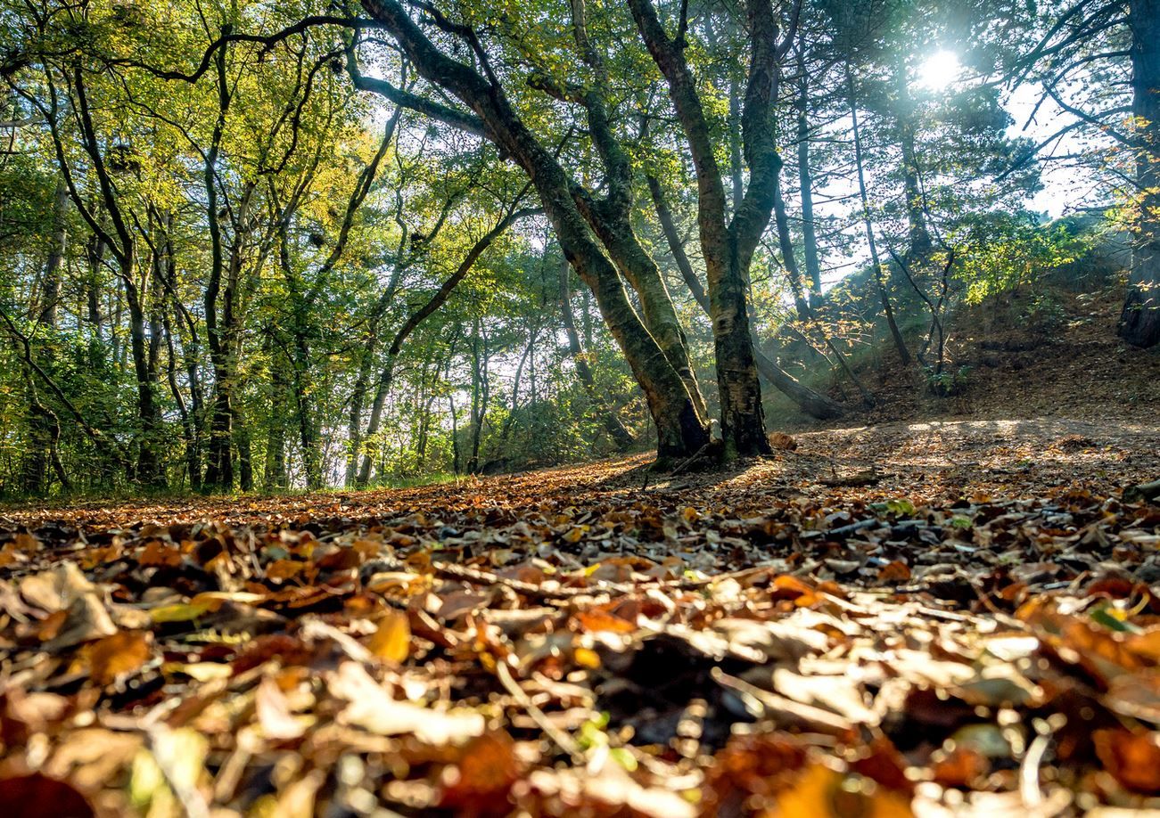 Weg mit Herbstlaub auf Spiekeroog