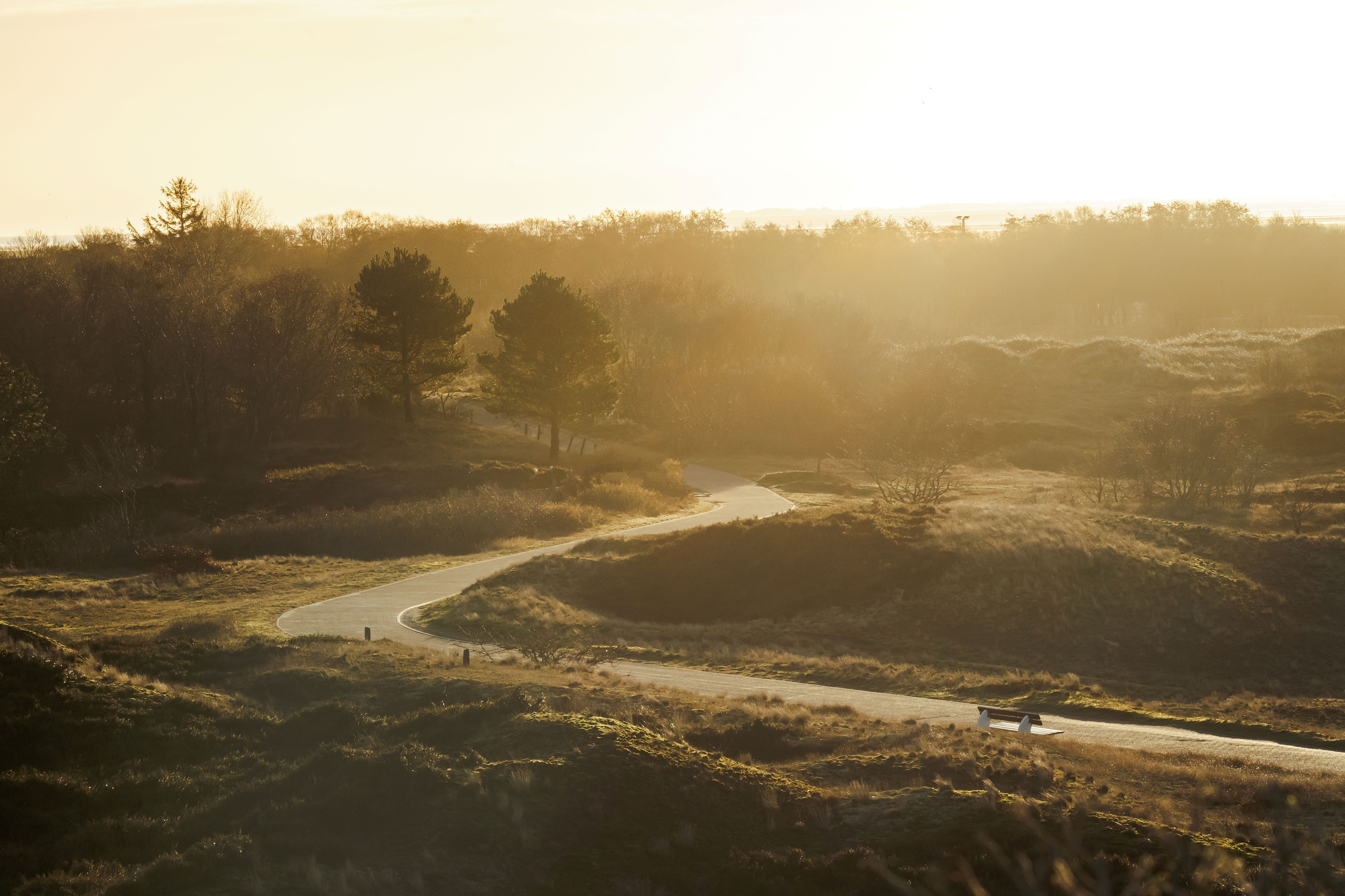Dünenlandschaft im Frühnebel