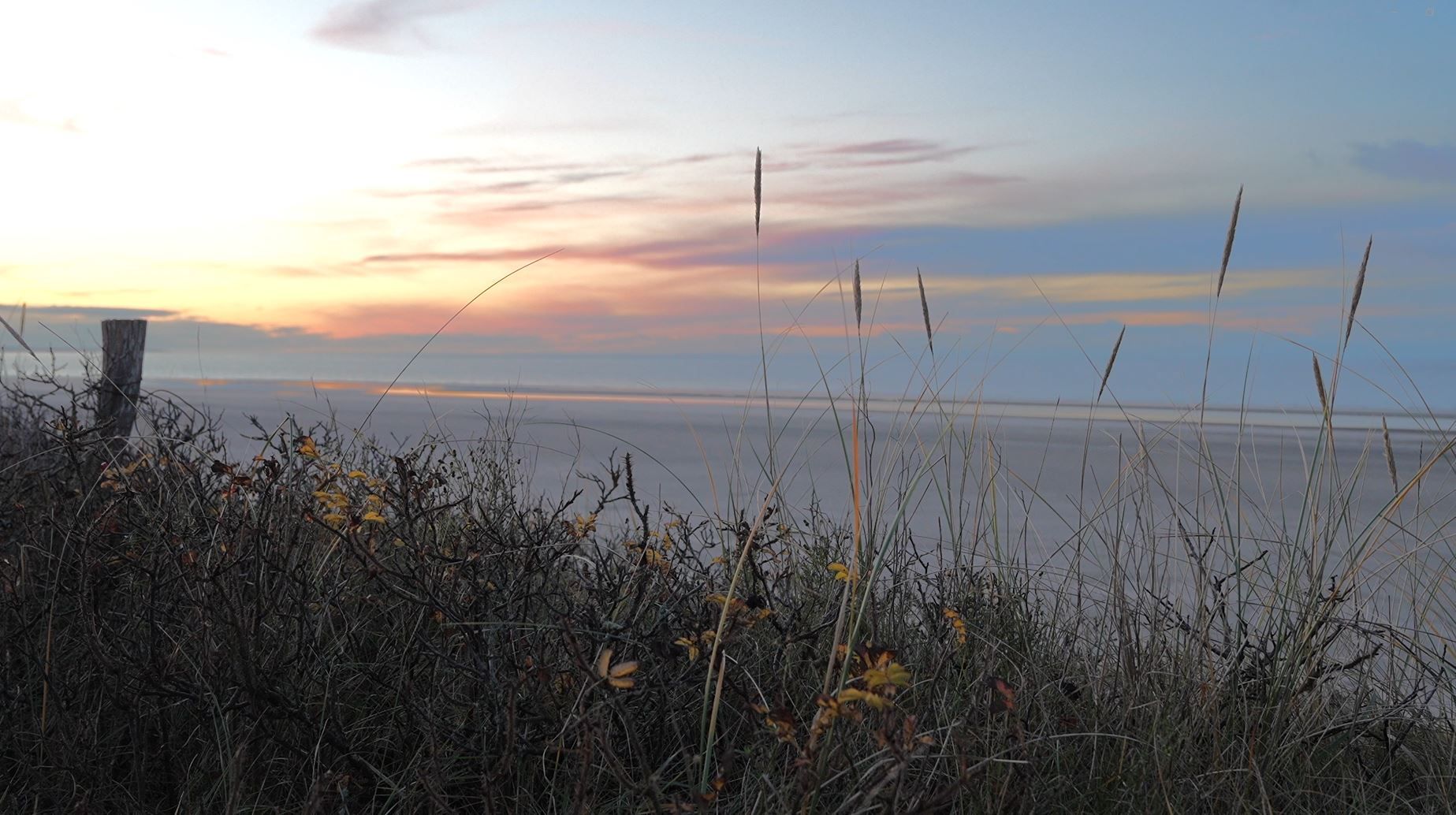 Dünengras vor dem Spiekerooger Strand