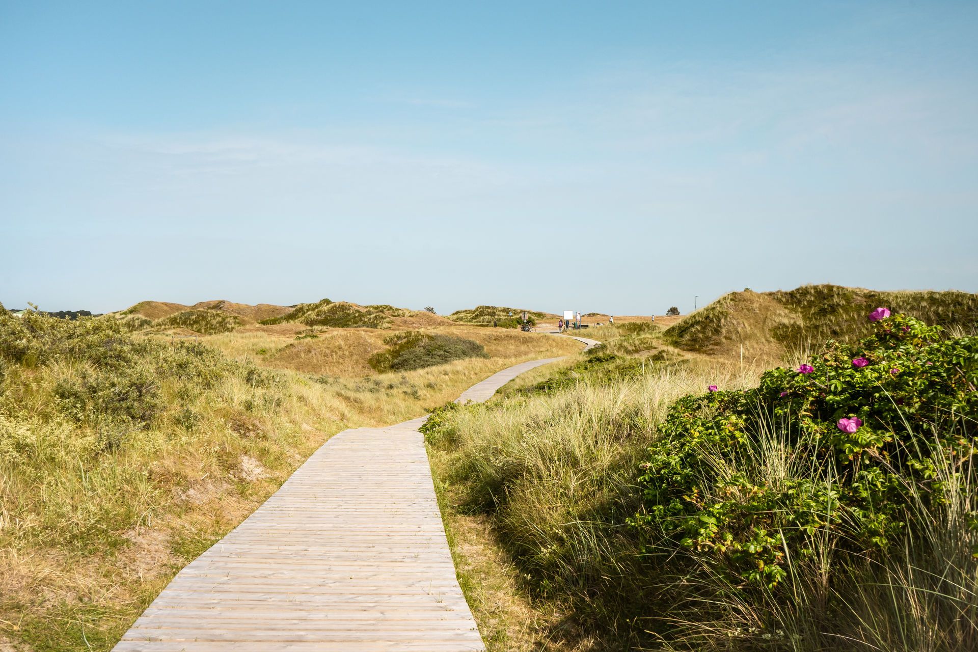 Ein Bohlenweg in den Dünen von Spiekeroog.